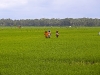 On the Way back to Citumang Waterfall - West Java