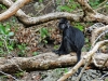 National Park of Pangandaran - Black Monkey